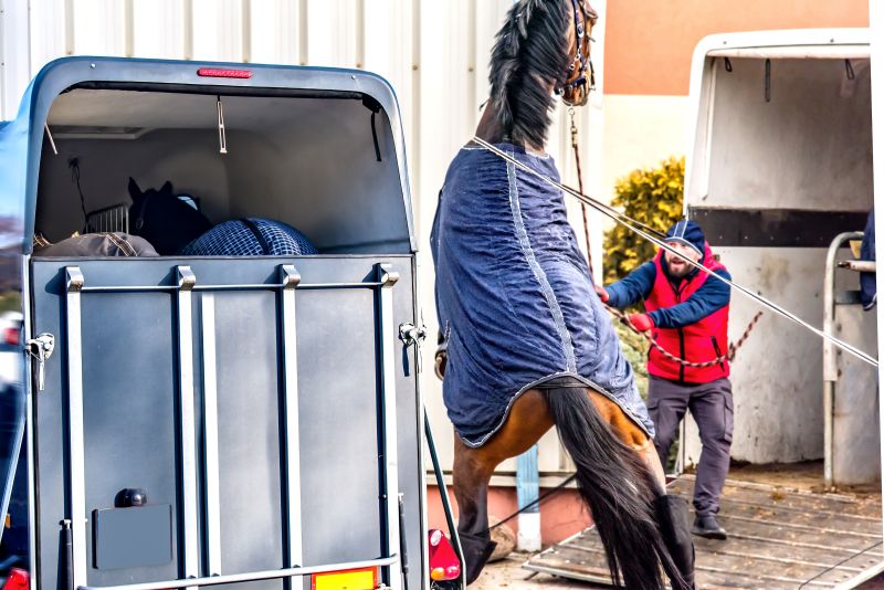 paard trailerladen probleem steigeren